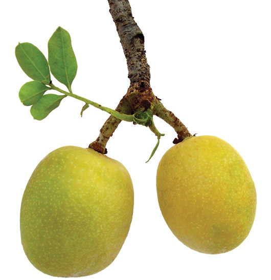 Λάδι Marula